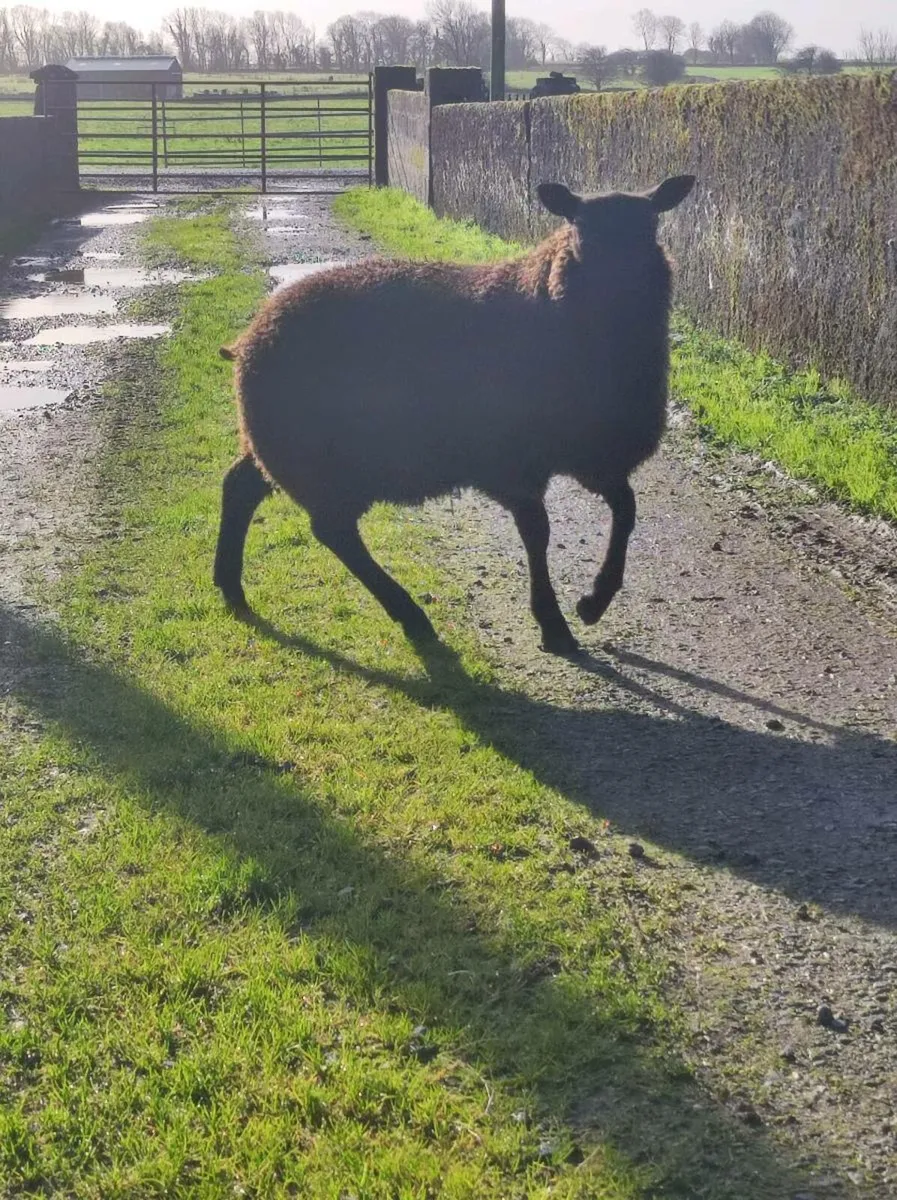 Hybrid  Black lamb ram - Image 3