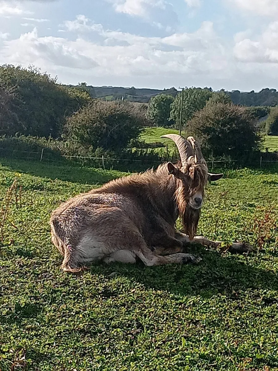 1 Toggenburg and 2 Saanen male goats - Image 2