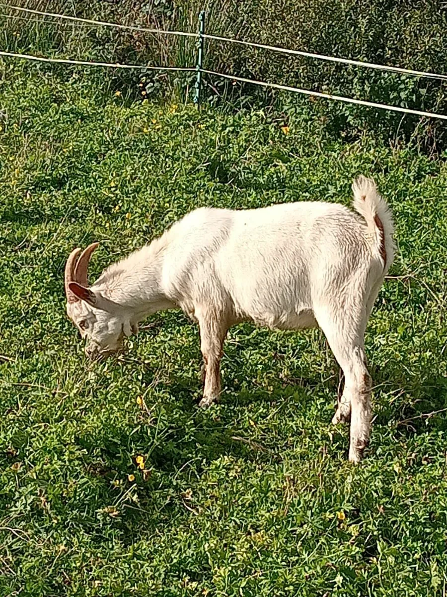 1 Toggenburg and 2 Saanen male goats - Image 3