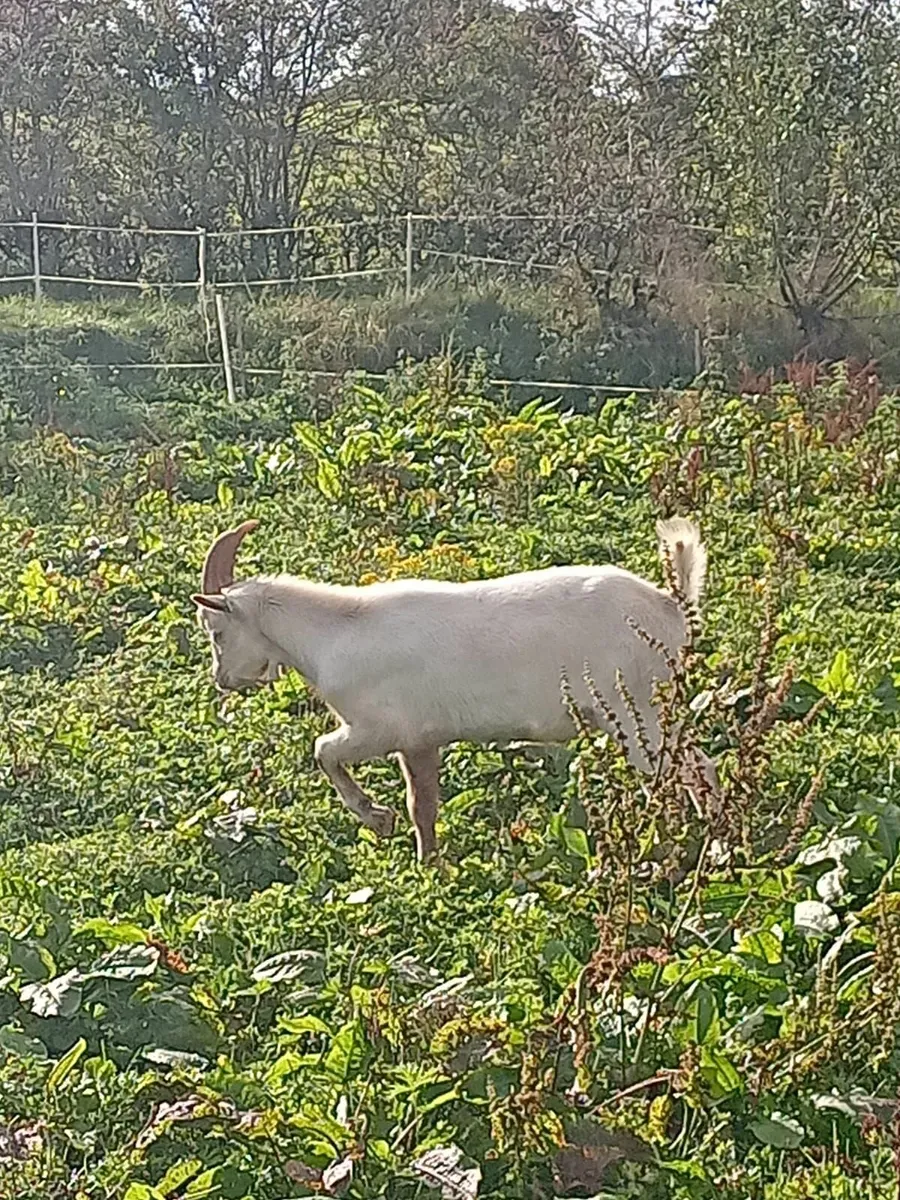 1 Toggenburg and 2 Saanen male goats - Image 4