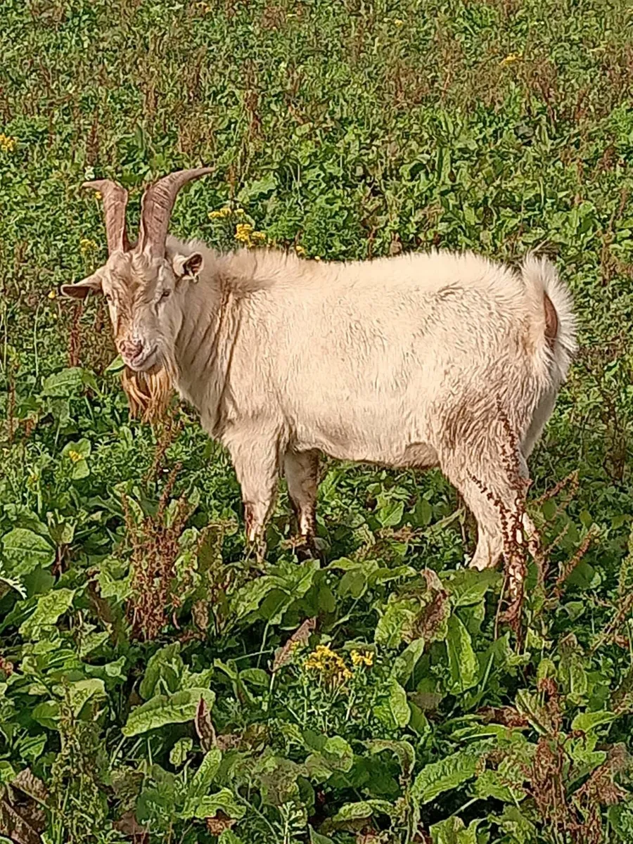 2 Saanen male goats and 1 Toggenburg male goat - Image 2
