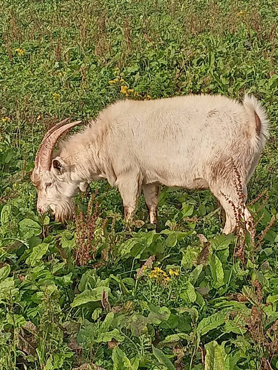 2 Saanen male goats and 1 Toggenburg male goat - Image 1