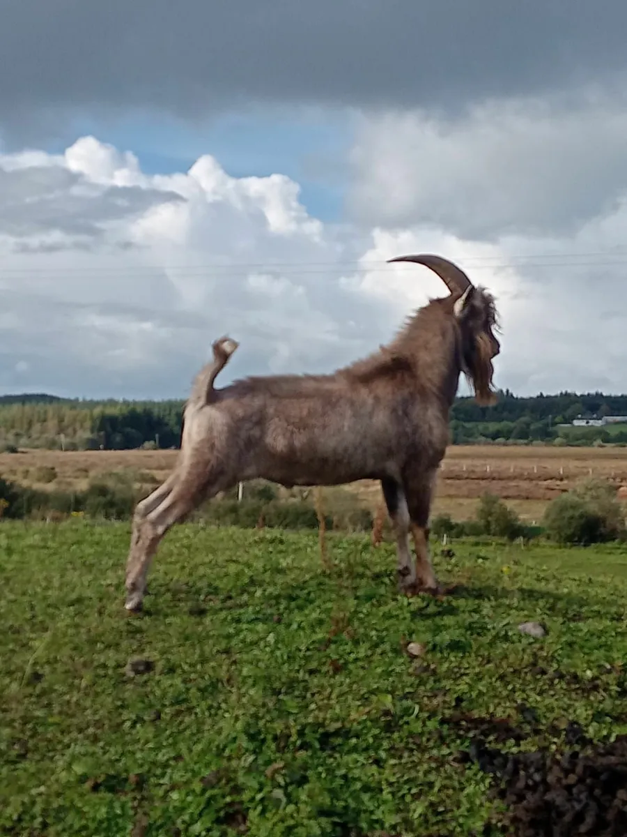 1 Toggenburg and 2 Saanen male goats - Image 1