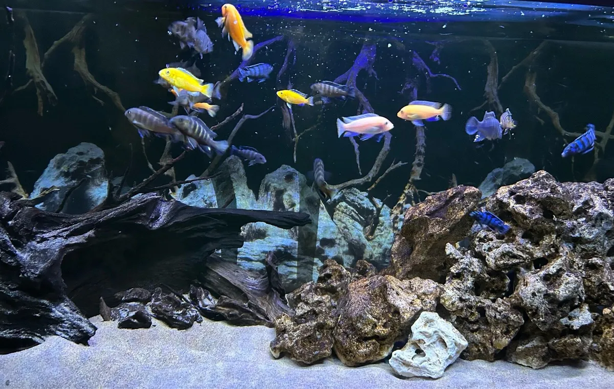 Malawi Cichlids - Image 1