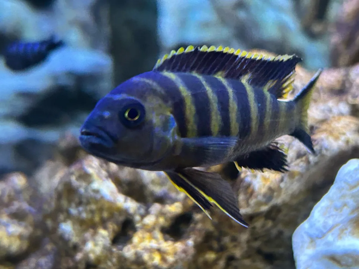 Malawi Cichlids - Image 2