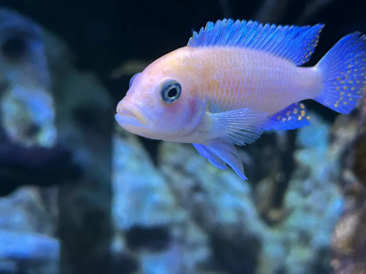 Malawi Cichlids - Image 3