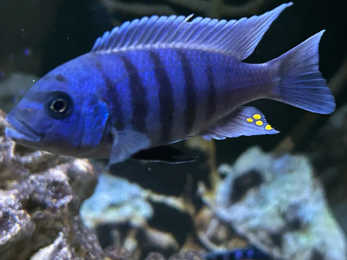Malawi Cichlids - Image 4