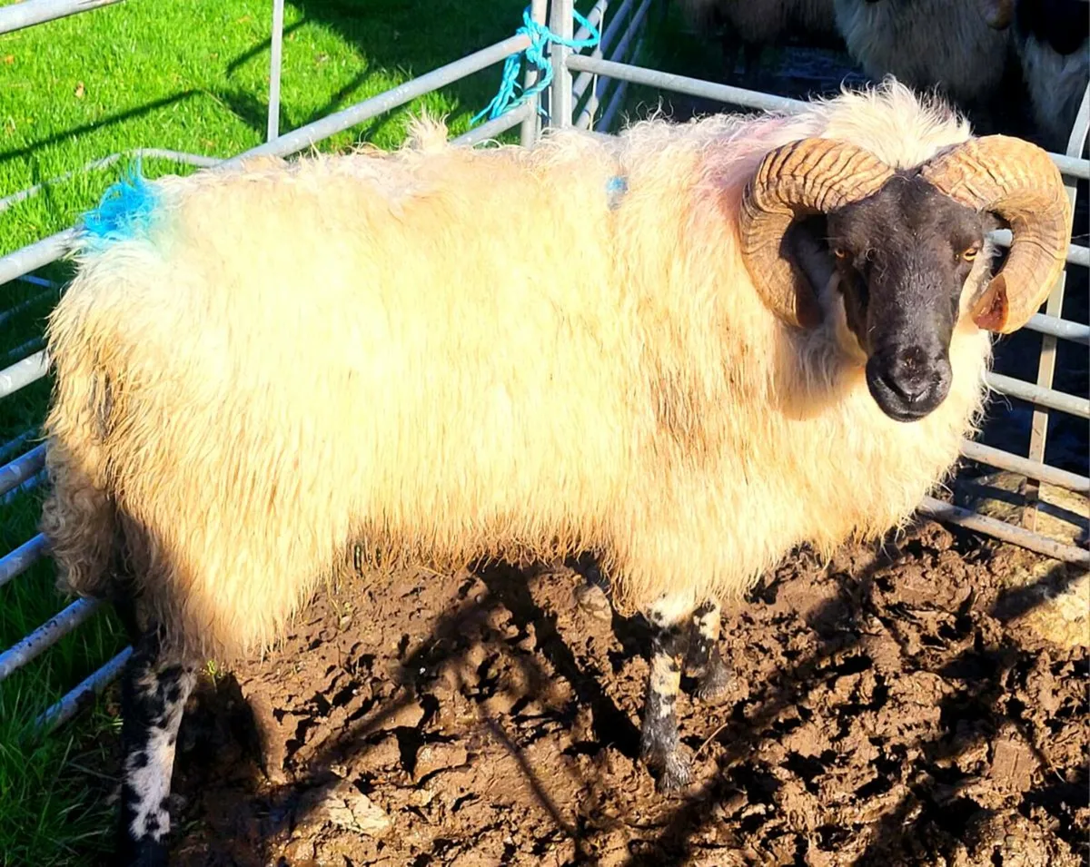 SIS APPROVED Ram and Ram Lamb - Image 1