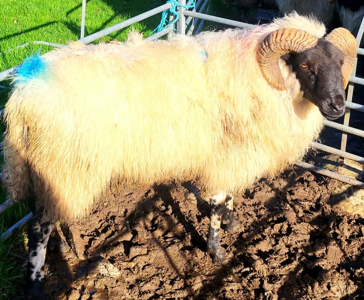 SIS APPROVED Ram and Ram Lamb - Image 2