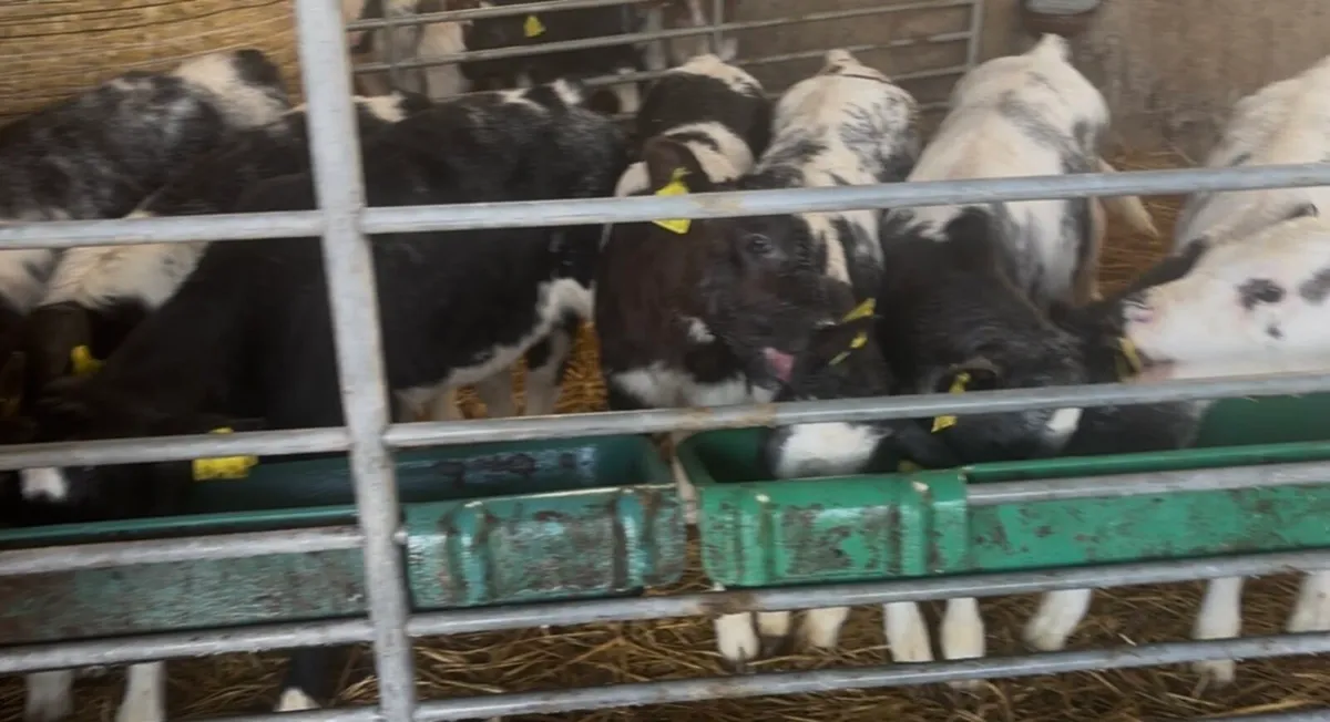 10 BB Heifer Calves - Image 1