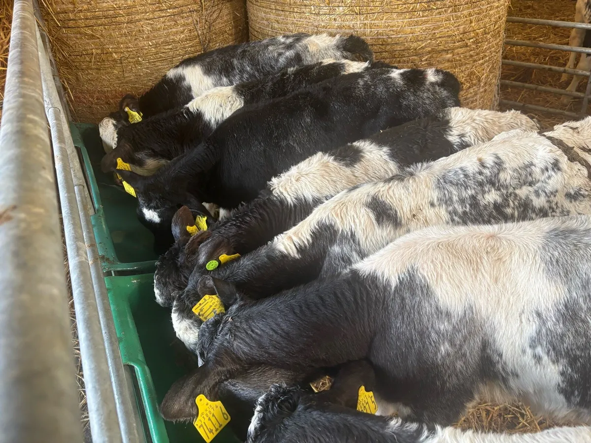 10 BB Heifer Calves - Image 2