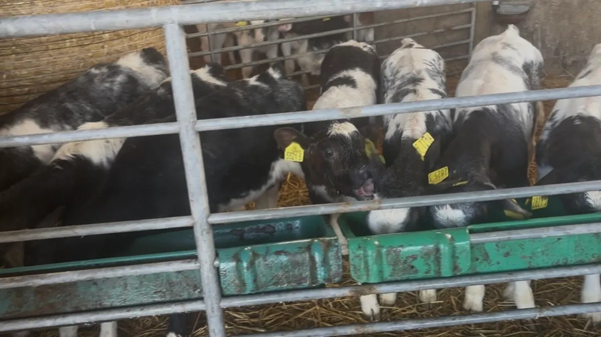 10 BB Heifer Calves - Image 3