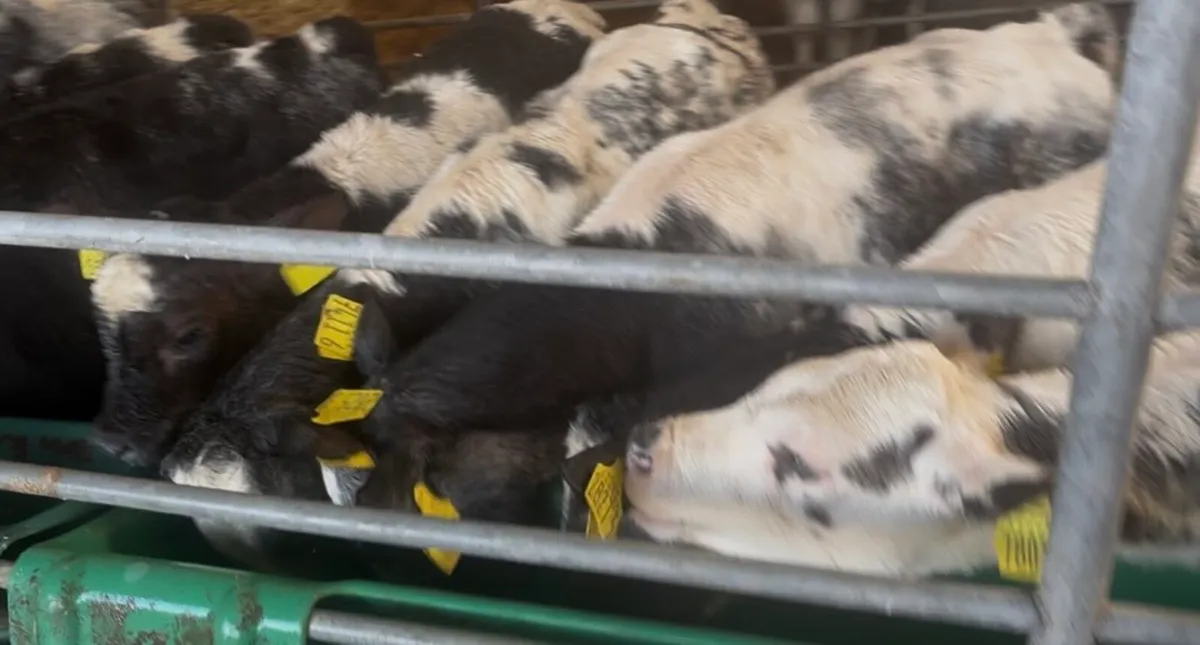 10 BB Heifer Calves - Image 4