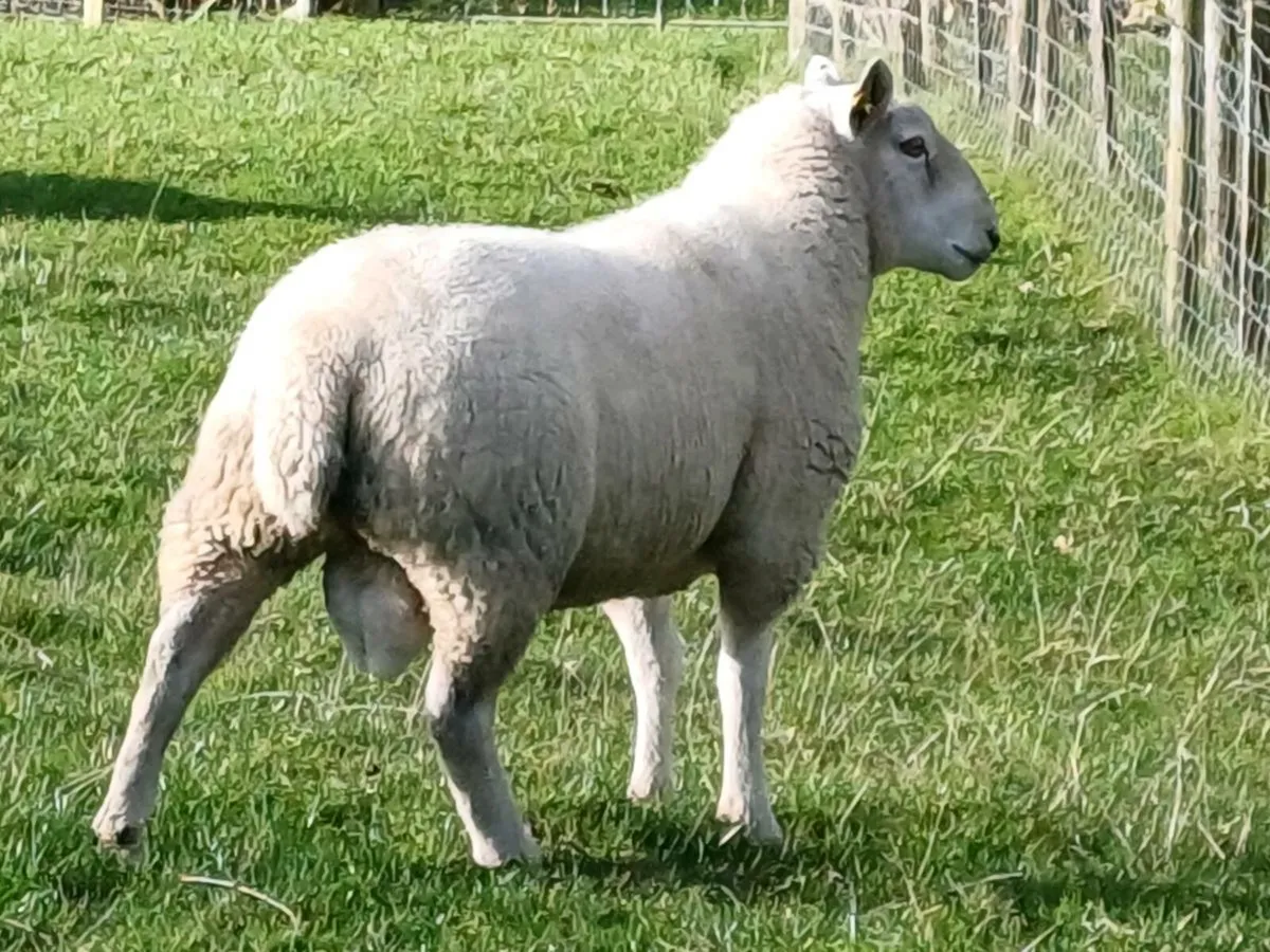 Hogget rams - Image 2