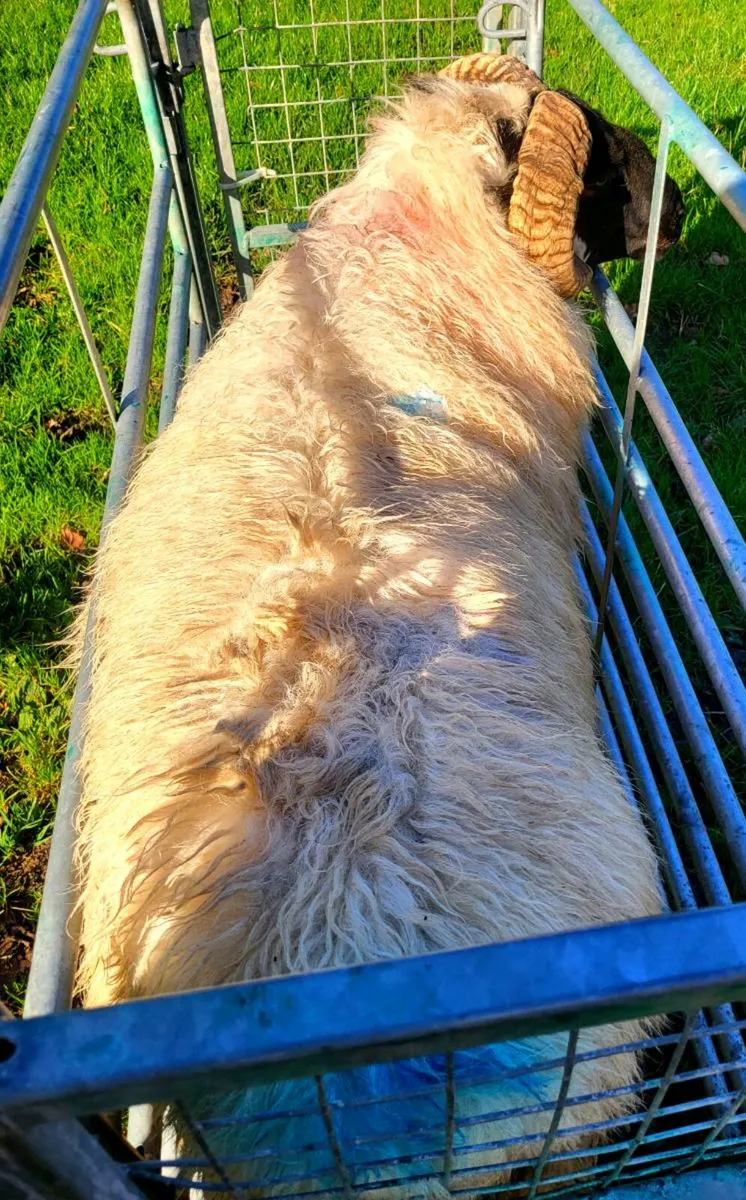 SIS APPROVED Ram and Ram Lamb - Image 3