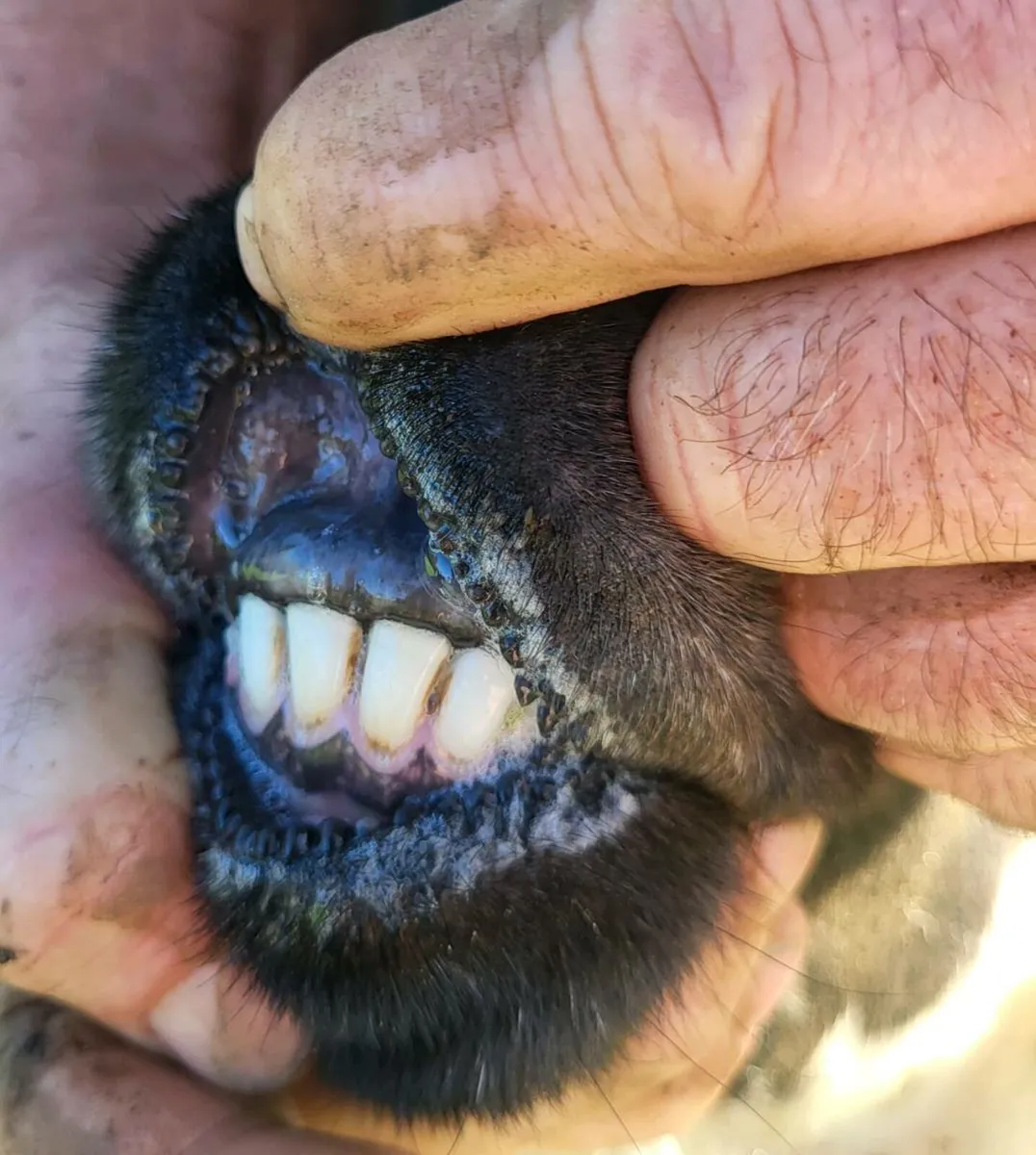 SIS APPROVED Ram and Ram Lamb - Image 4