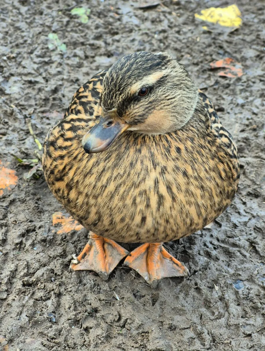 Call + Runner duck pairs, Sebastopol, Muscovies - Image 1