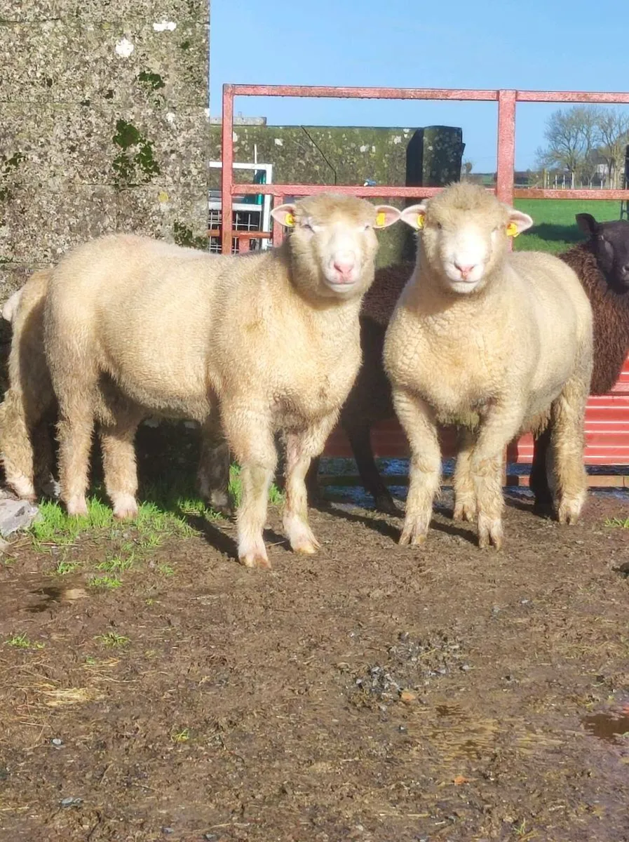 🐑🐑Dorset lamb rams - Image 1