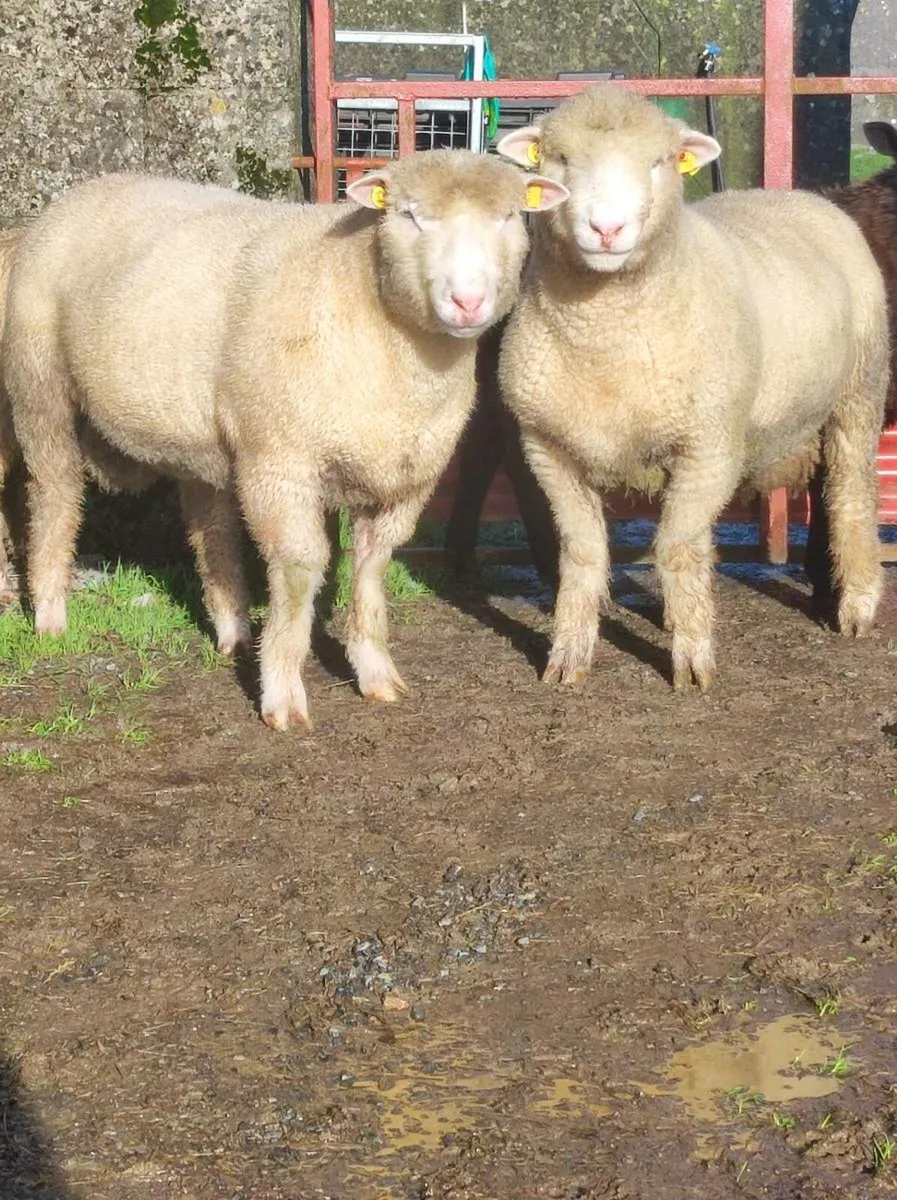 🐑🐑Dorset lamb rams - Image 2