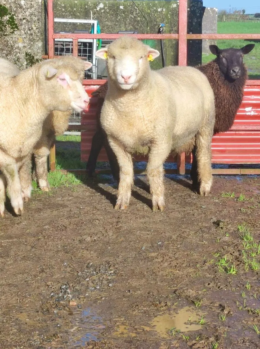 🐑🐑Dorset lamb rams - Image 3