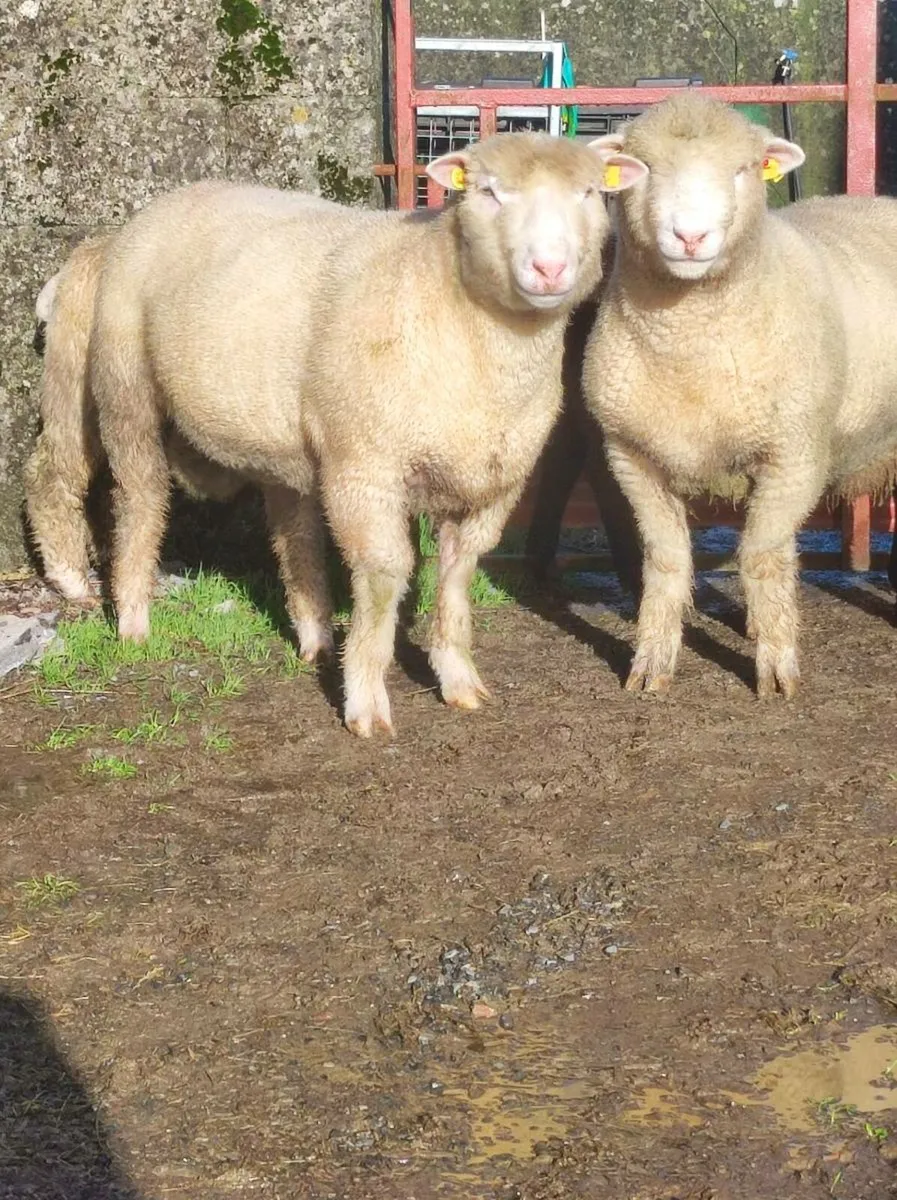 🐑🐑Dorset lamb rams - Image 4