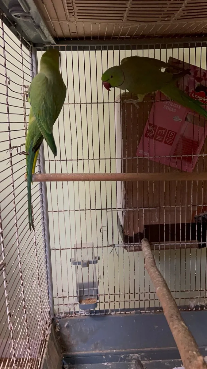 ringneck for sales - Image 2