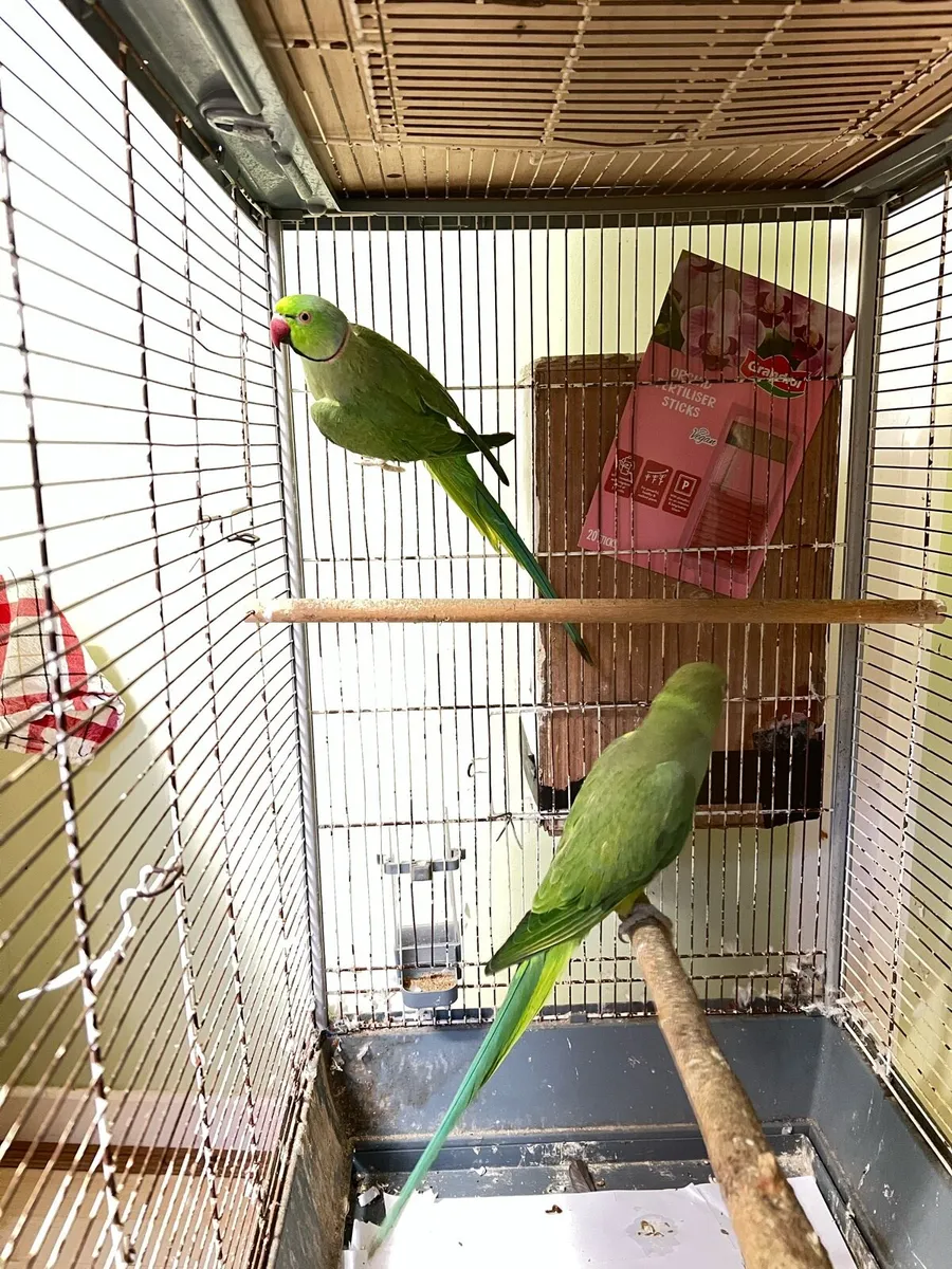 ringneck for sales - Image 3