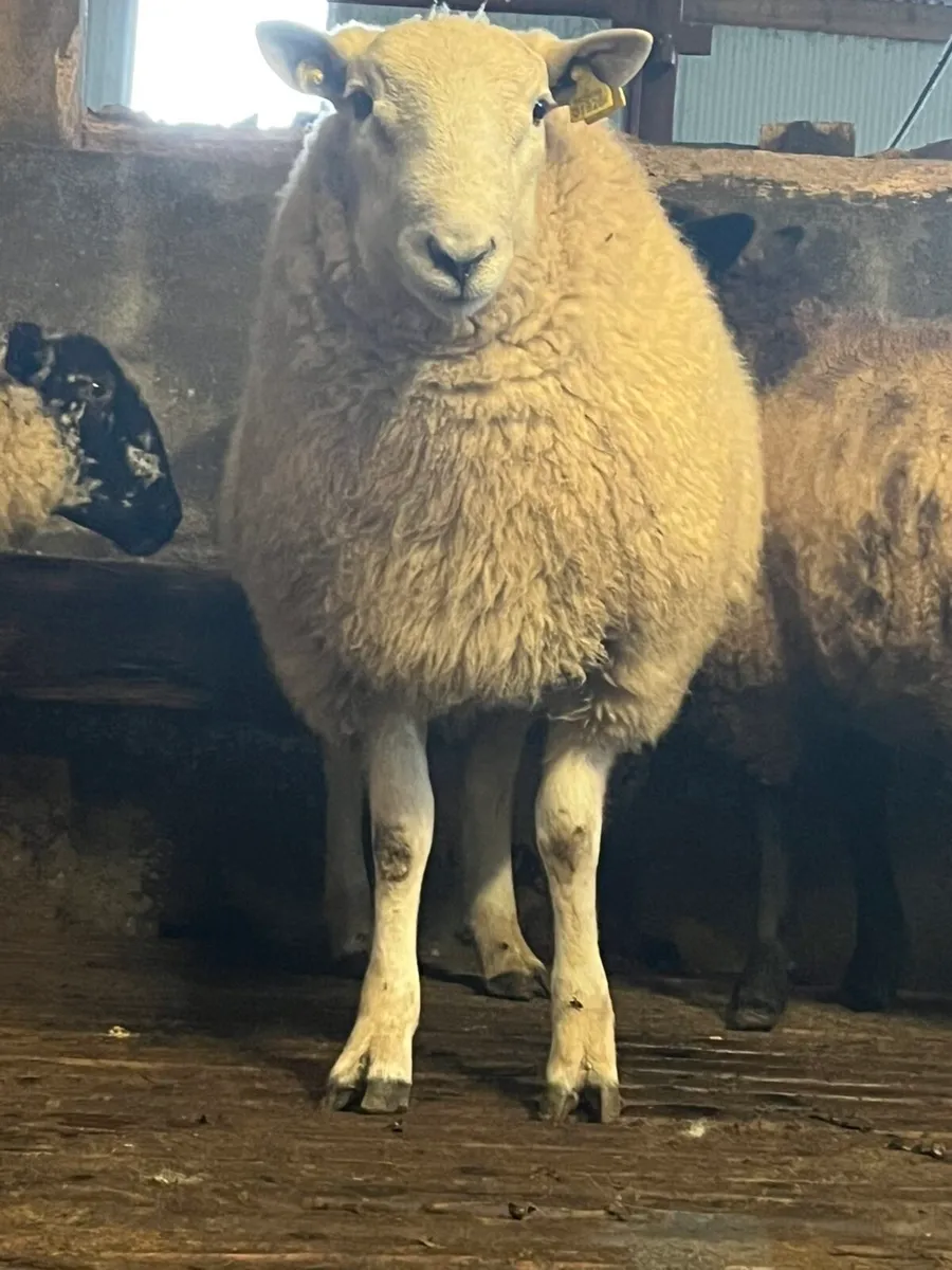 Cheviot ram lamb - Image 1