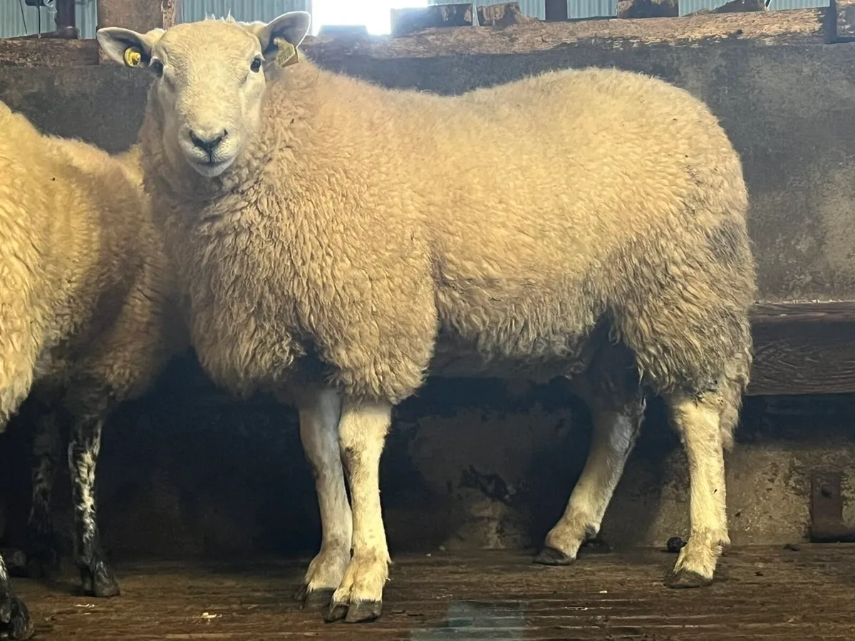 Cheviot ram lamb - Image 2