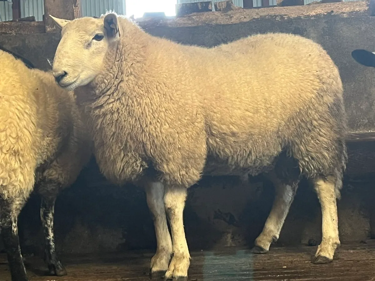 Cheviot ram lamb - Image 3