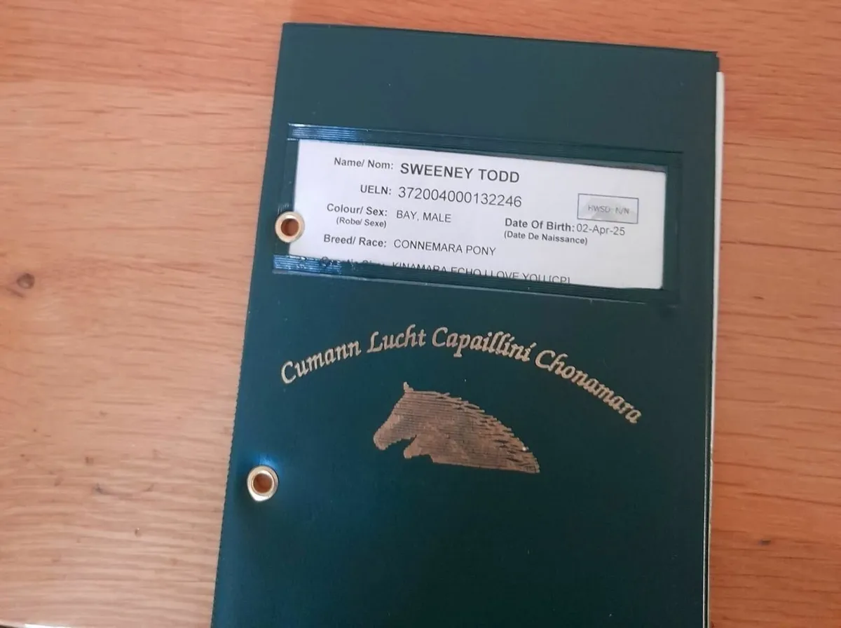 Connemara Colt Foal - Image 3