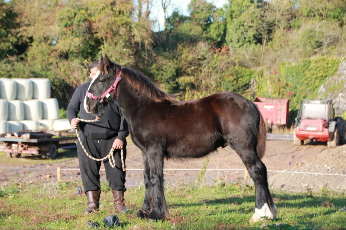 Colt to make 15.2-16 hands - Image 1