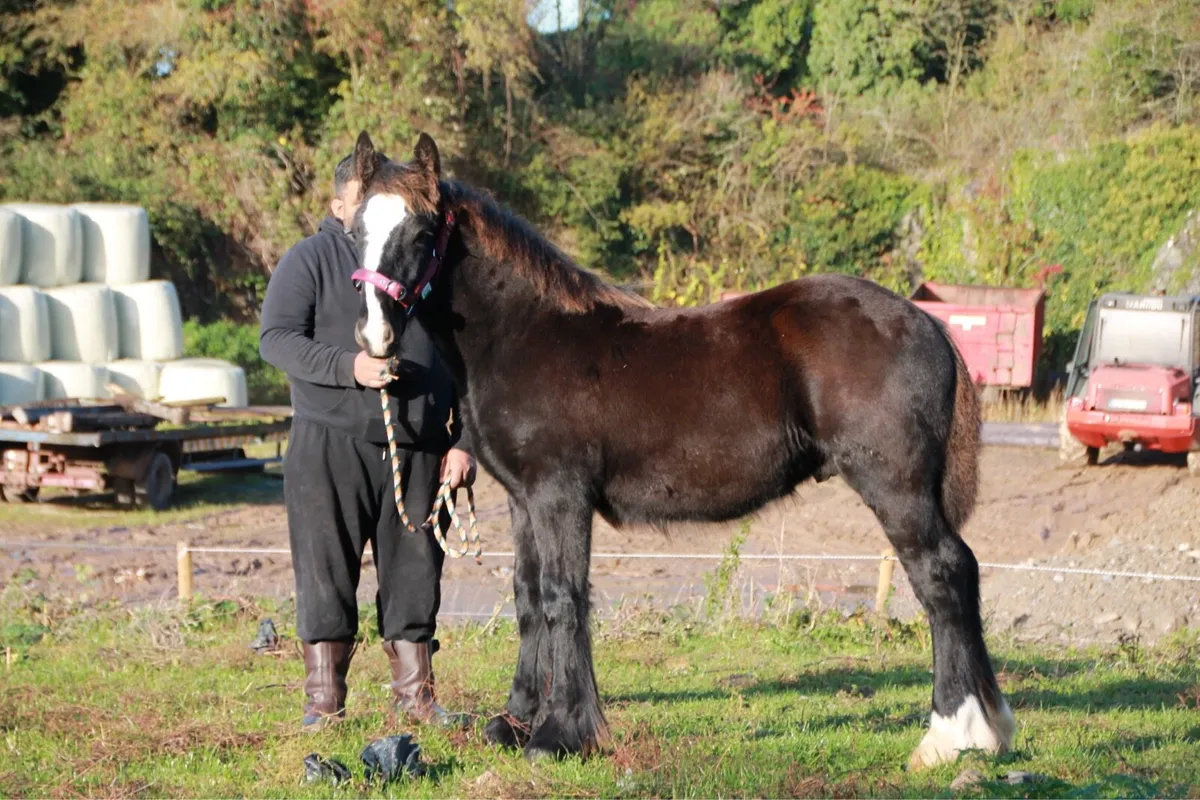 Colt to make 15.2-16 hands - Image 2