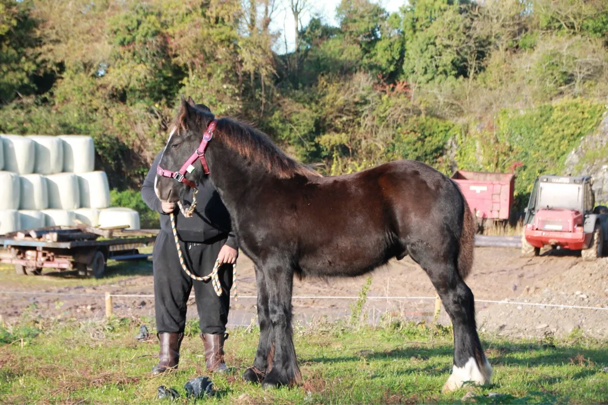 Colt to make 15.2-16 hands - Image 3