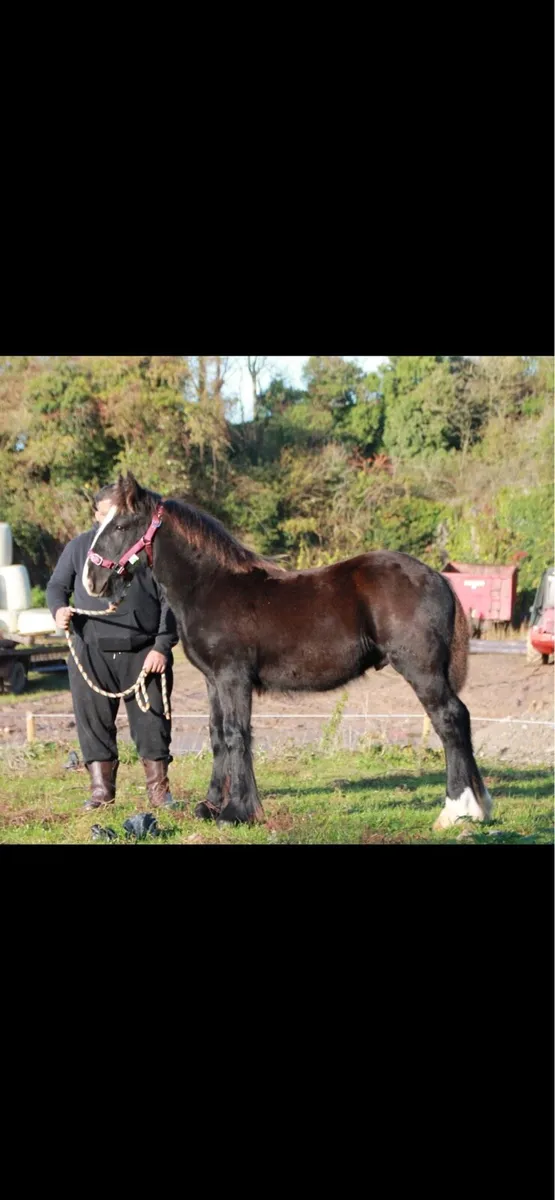 Colt to make 15.2-16 hands - Image 4