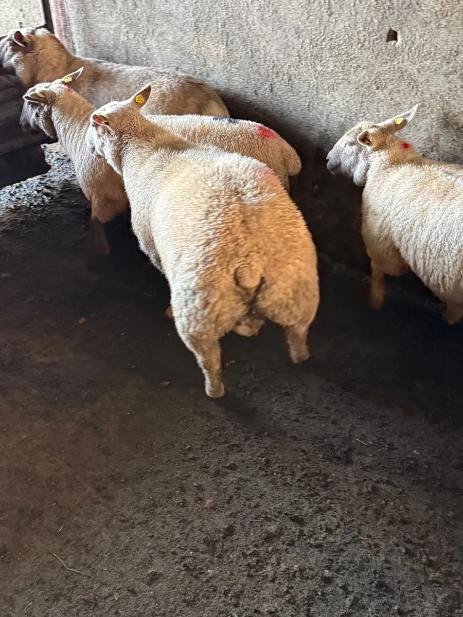 PB Charlollais Ram lamb - Image 2