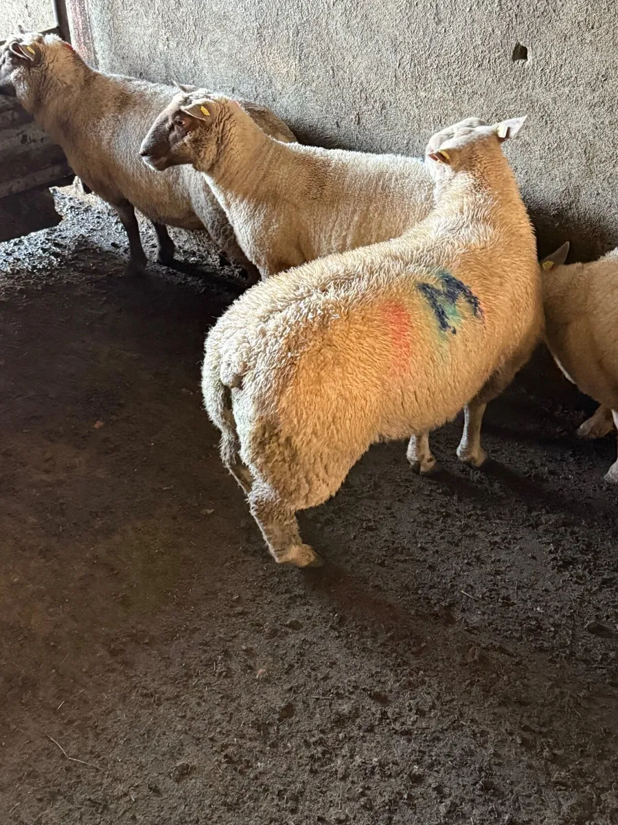 PB Charlollais Ram lamb - Image 1