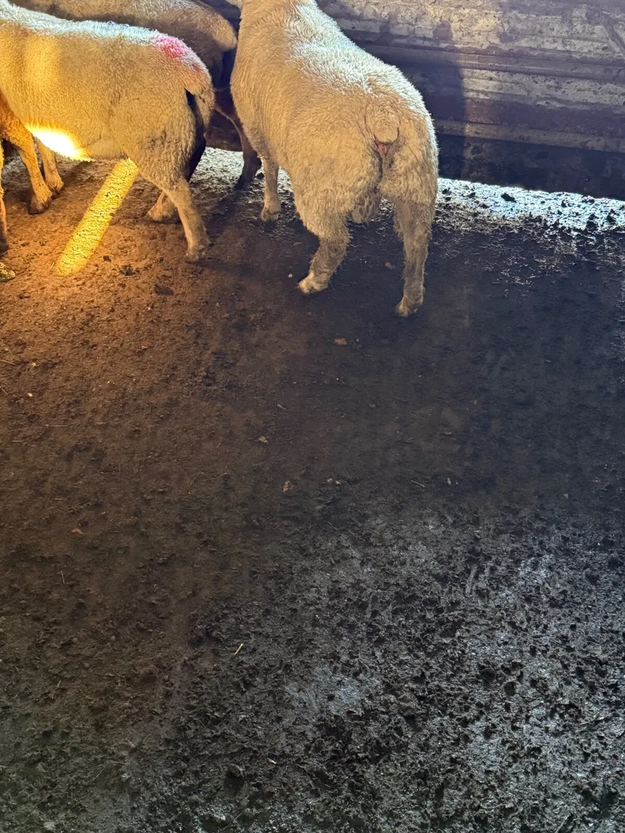 PB Charlollais Ram lamb - Image 3