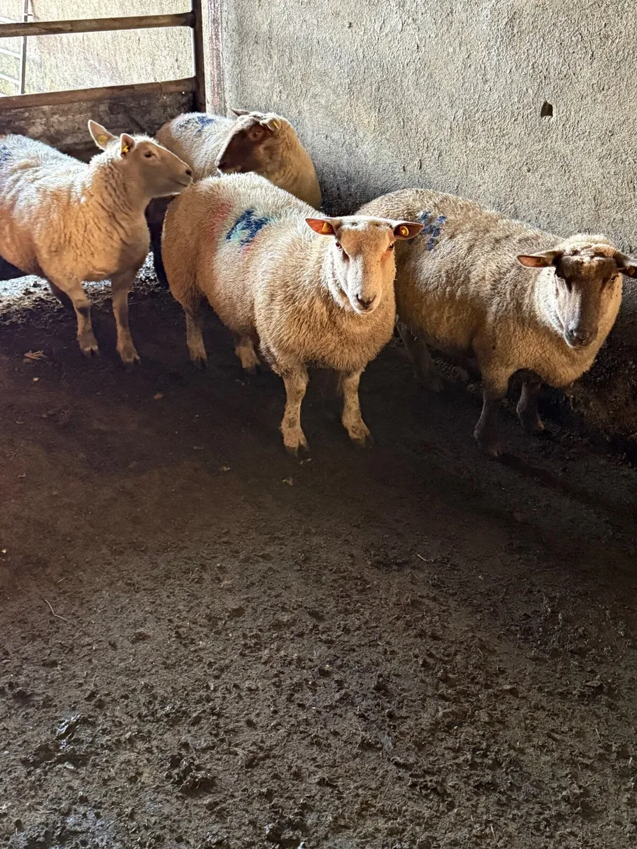 PB Charlollais Ram lamb - Image 4