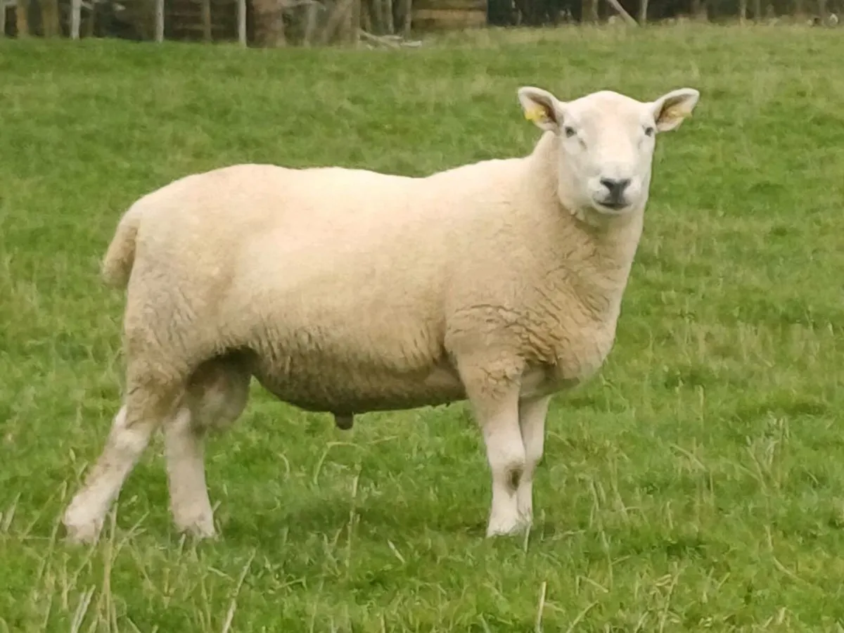Hogget rams - Image 3