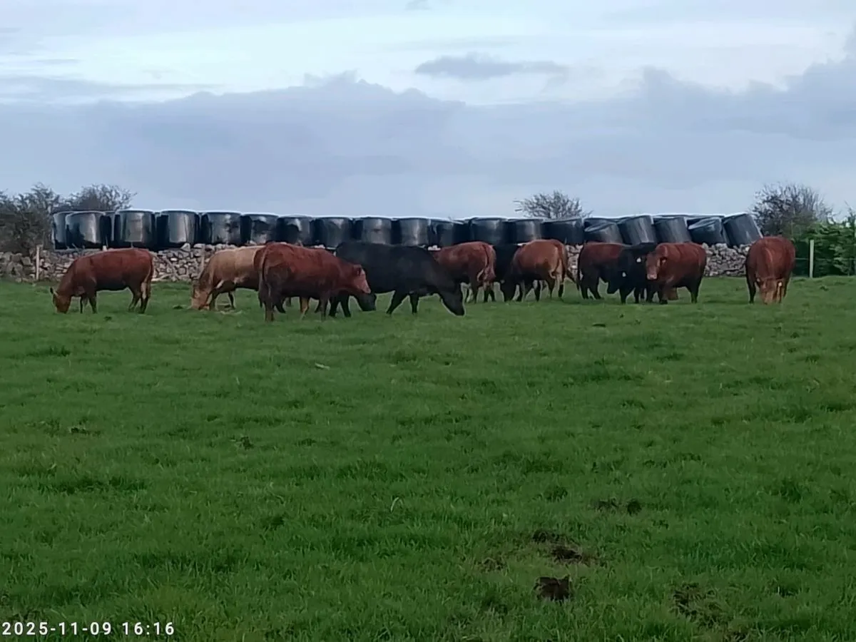 Springer Heifers - Image 2