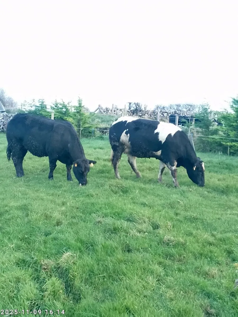 Springer Heifers - Image 3