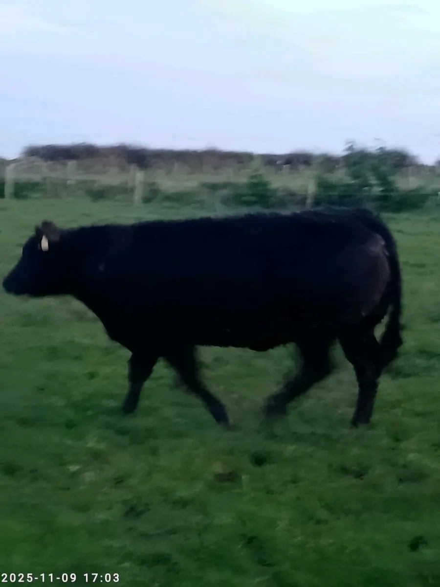 Springer Heifers - Image 4