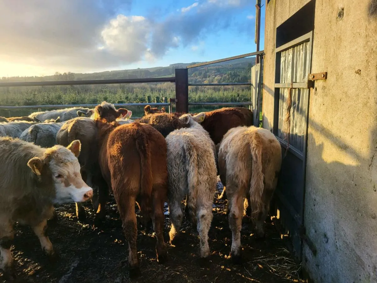 Heifers - Image 1