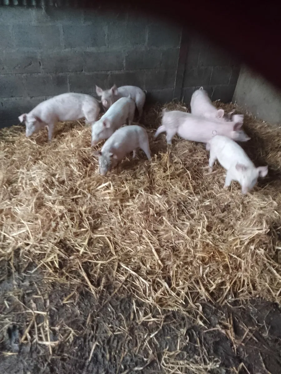 Organic Piglets - Image 2