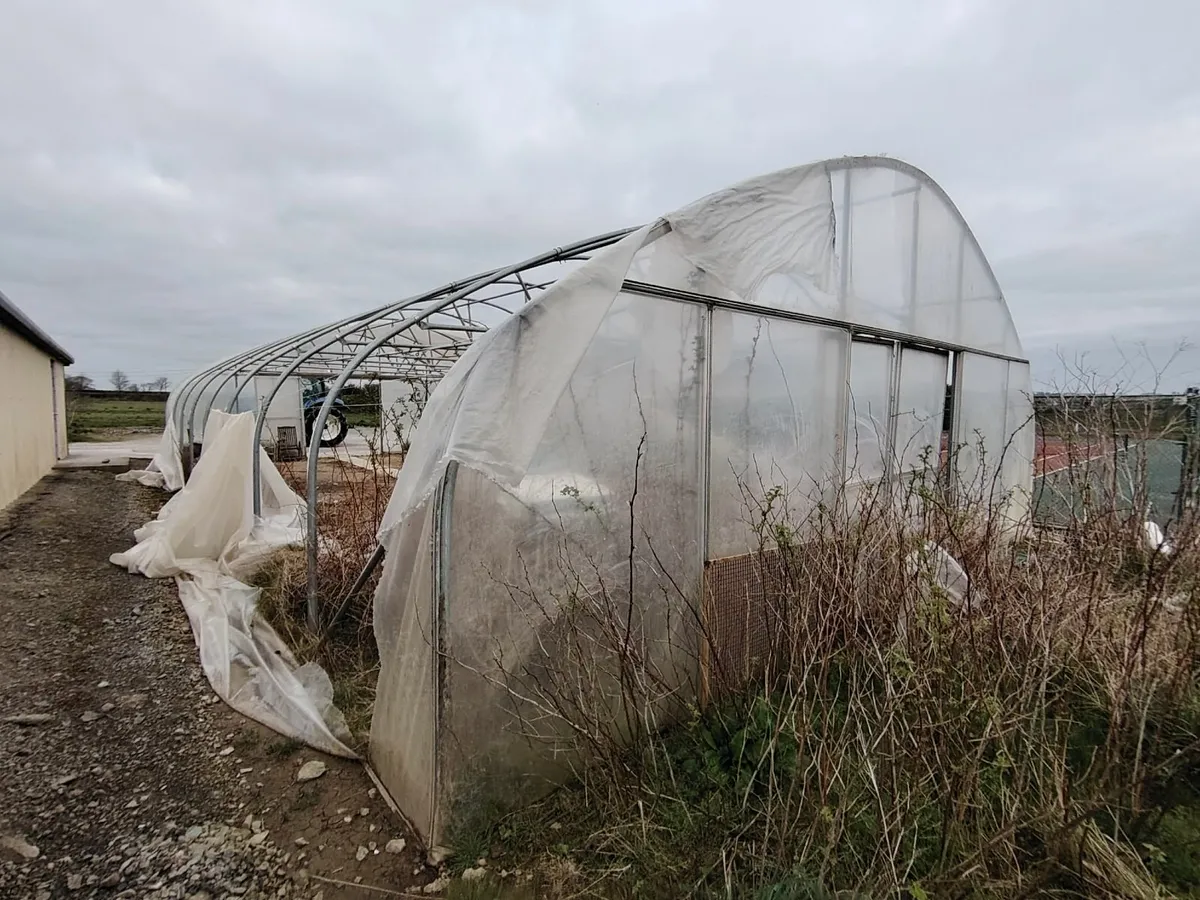 Polytunnel - Image 3
