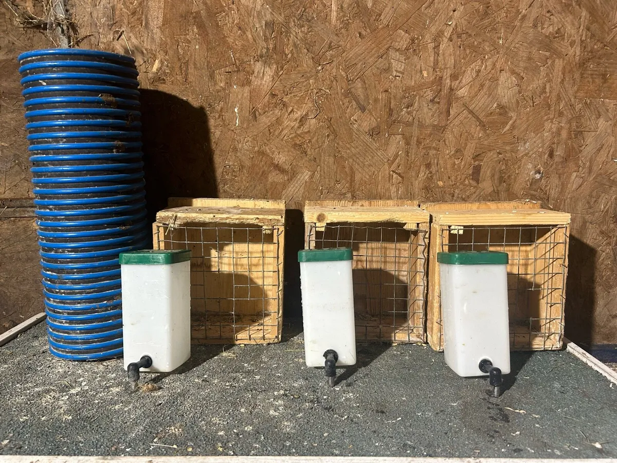 dwarf rabbit - Image 2