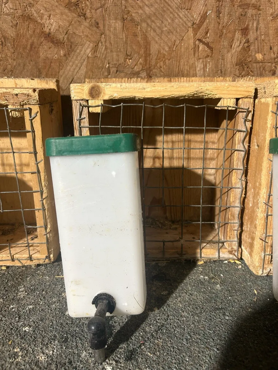 dwarf rabbit - Image 3