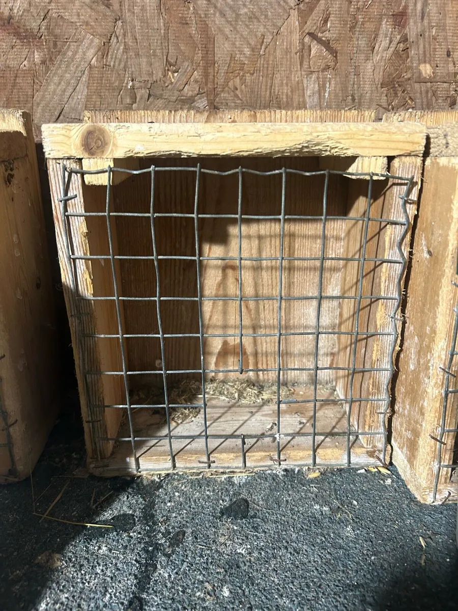 dwarf rabbit - Image 4