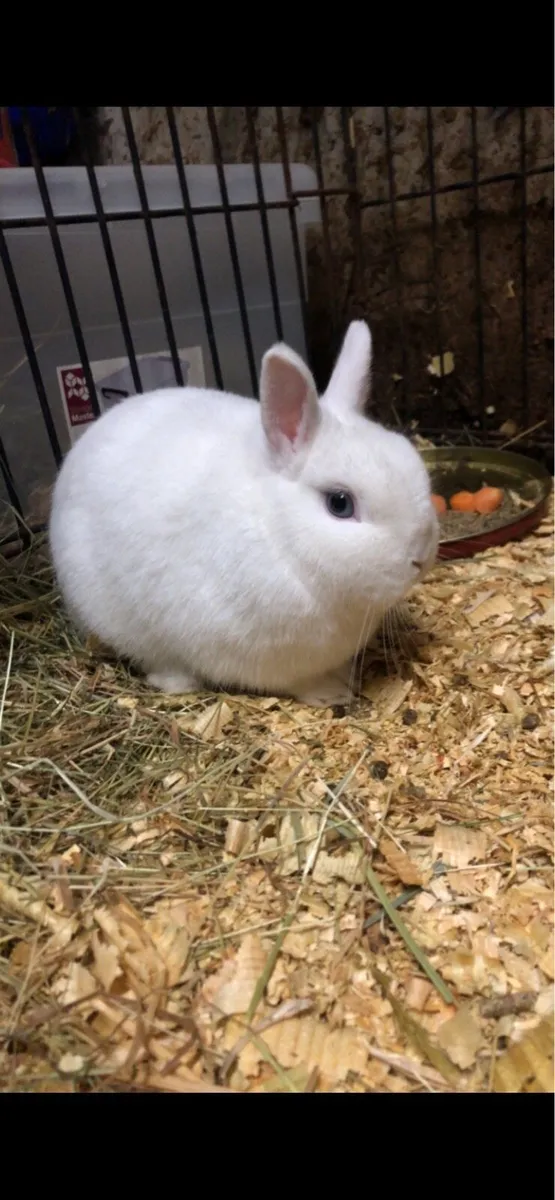 dwarf rabbit - Image 1